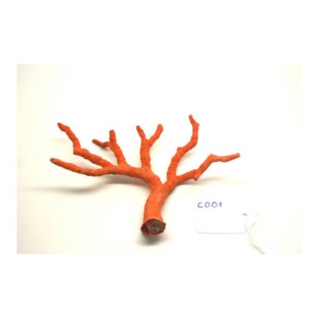 CORAL ROJO MEDITERRANEO CORAL ROJO MEDITERRANEO
