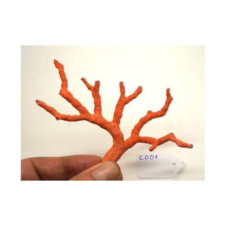 CORAL ROJO MEDITERRANEO