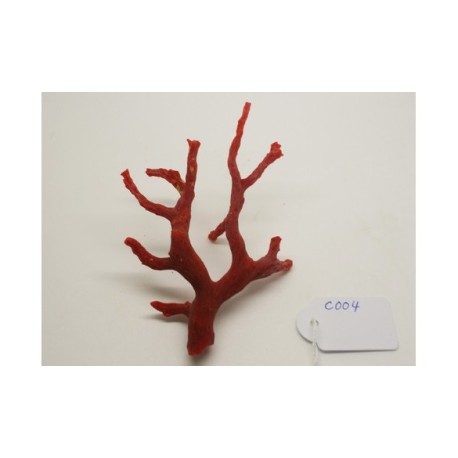 CORAL ROJO MEDITERRANEO