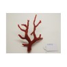 CORAL ROJO MEDITERRANEO