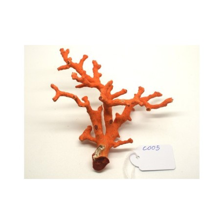 CORAL RED  MEDITERRANEAN
