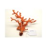 CORAL VERMELL MEDITERRANI