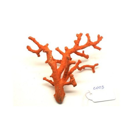 CORAL ROJO MEDITERRANEO