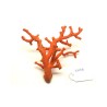 CORAL VERMELL MEDITERRANI