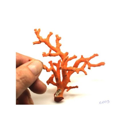 CORAL ROJO MEDITERRANEO