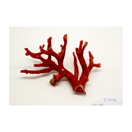 CORAL VERMELL MEDITERRANI
