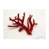 CORAL ROJO MEDITERRANEO