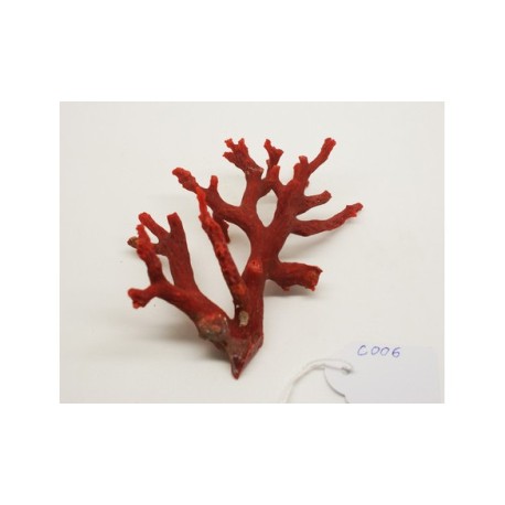 CORAL VERMELL MEDITERRANI