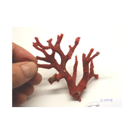 CORAL RED  MEDITERRANEAN