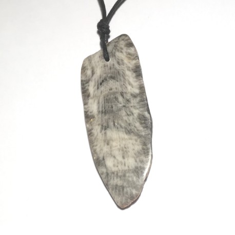 PENJOLL CORAL FOSSIL