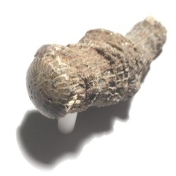 CORAL FOSSIL