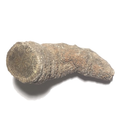 FOSSIL CORAL