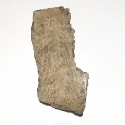 CORAL FOSSIL